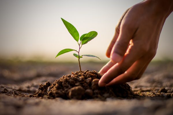 Plant a tree for Earth Day!