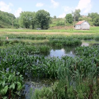 wetland