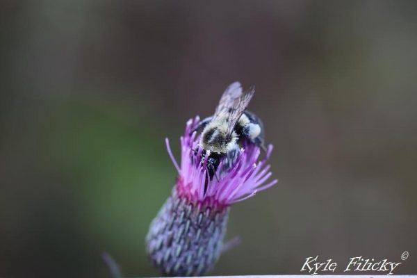 Common Eastern Bumblebee