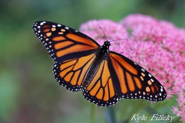 Monarch butterfly