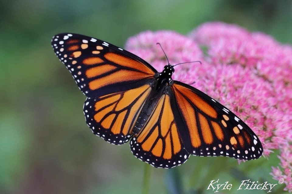 Monarch butterfly