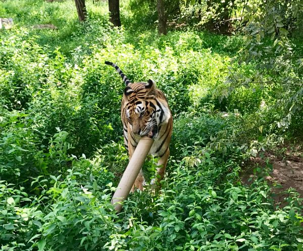 A CEC Columbus employee donates old plotter tubes to the Carolina Tiger Rescue