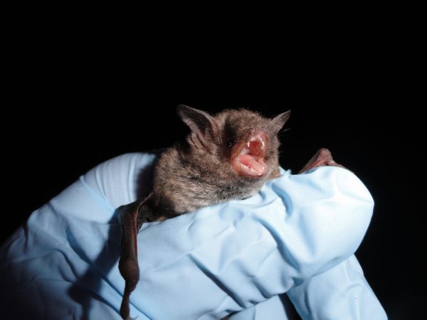 The Indiana bat