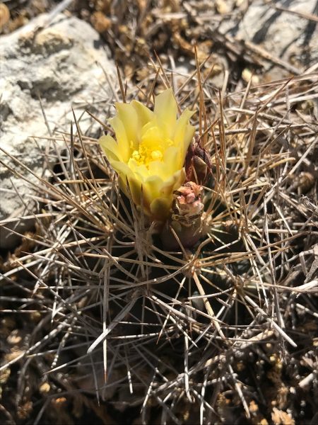 The Tobusch fishhook cactus