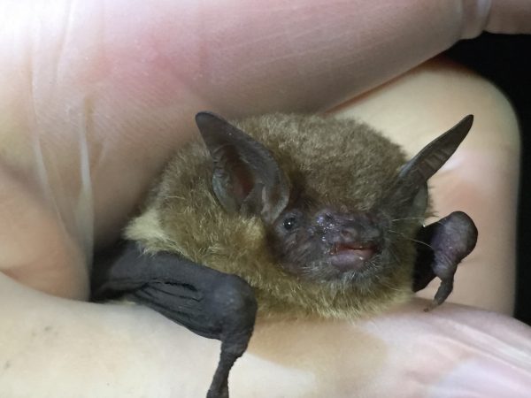 The northern long-eared bat, Myotis septentrionalis