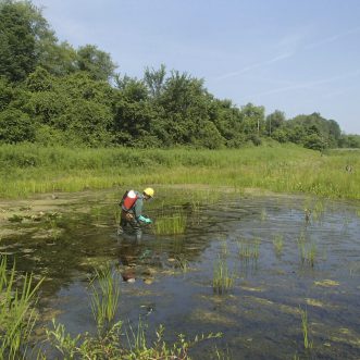 Invasive Plant Management