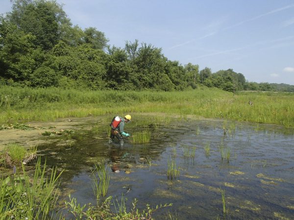 Invasive Plant Management