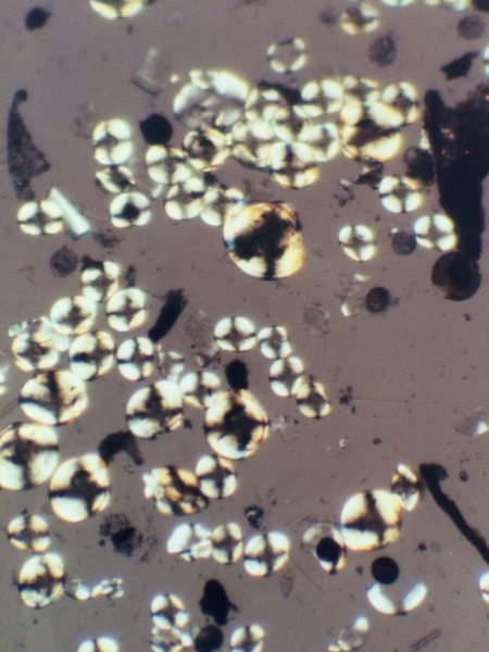 Zebra mussel veligers