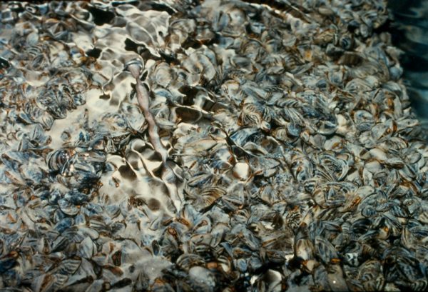 Zebra mussels