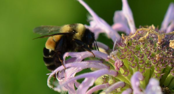Rusty patched bumble bee