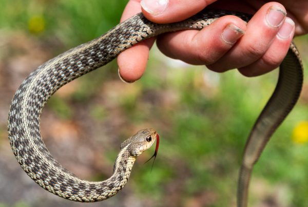 Garter snake