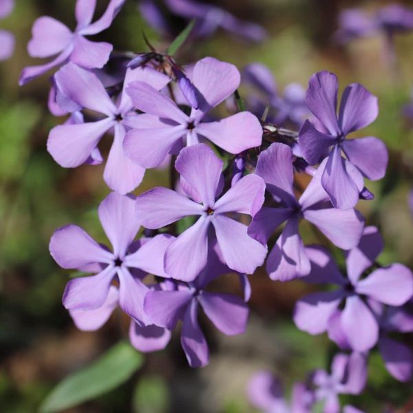 Woodland Phlox