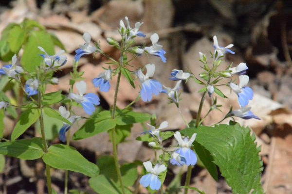 Blue-eyed Mary