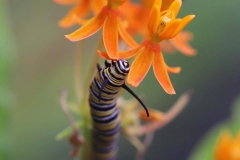 Poland Township nature walk