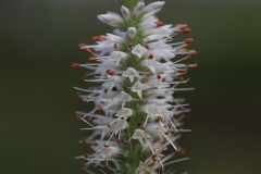 Poland Township nature walk
