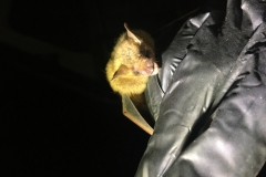 bat2